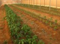 /album/fotogaleria/red-agri-pepe02-jpg/